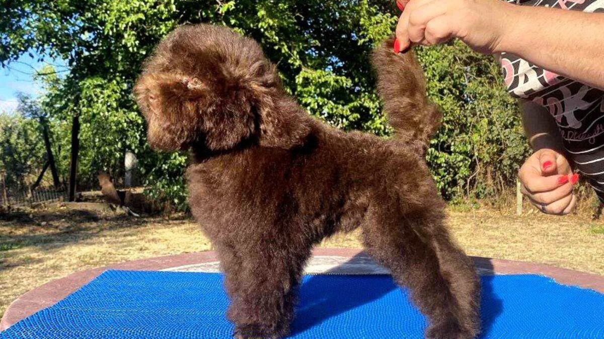 Dark Red Poodle Standard Poodle Puppies Price Toy Poodle Dogs