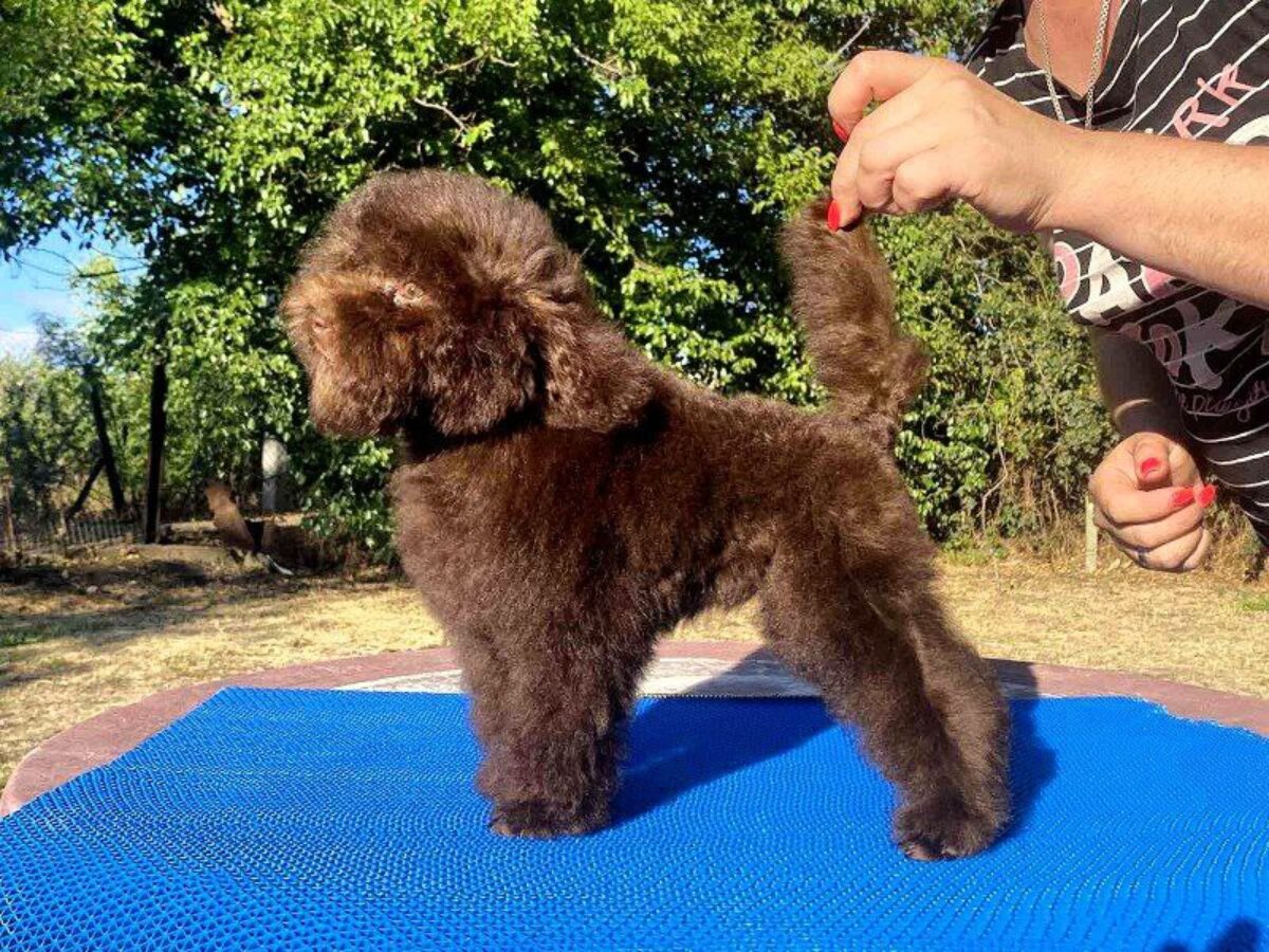 Dog Price Buy Mini Poodle Miniature Poodle Toy Poodle