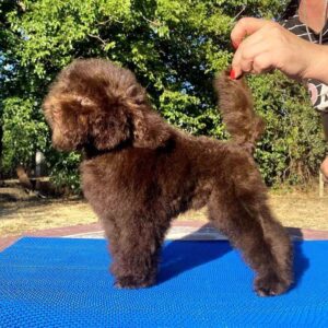 Nessa Toy Poodle