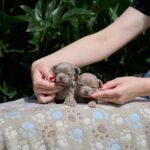 New-Litter-Chihuahua-puppy-for-sale-1