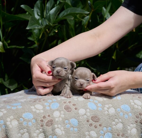 Male Litter Chihuahua