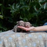 New-Litter-Chihuahua-puppy-for-sale-2