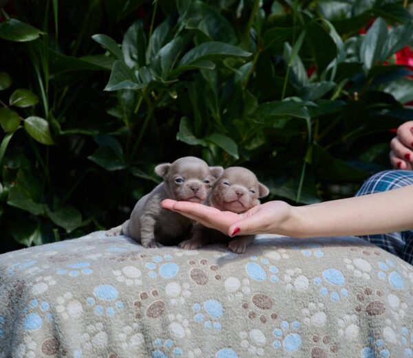 Male Litter Chihuahua