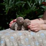 New-Litter-Chihuahua-puppy-for-sale-3