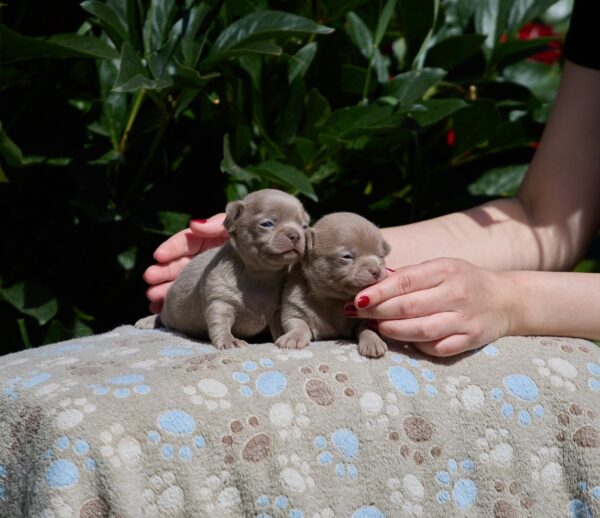 Male Litter Chihuahua