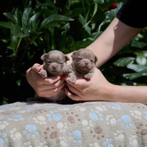 Male Litter Chihuahua