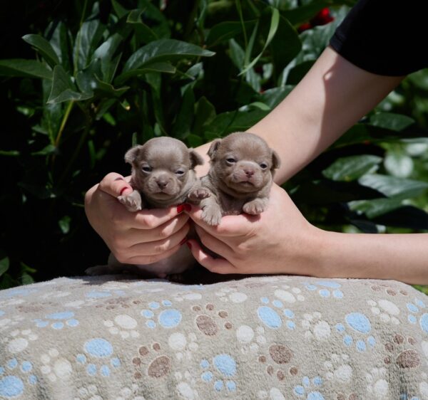 Male Litter Chihuahua