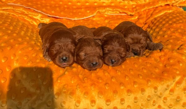 New Litter Cavapoo