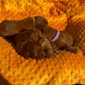 New Litter Cavapoo