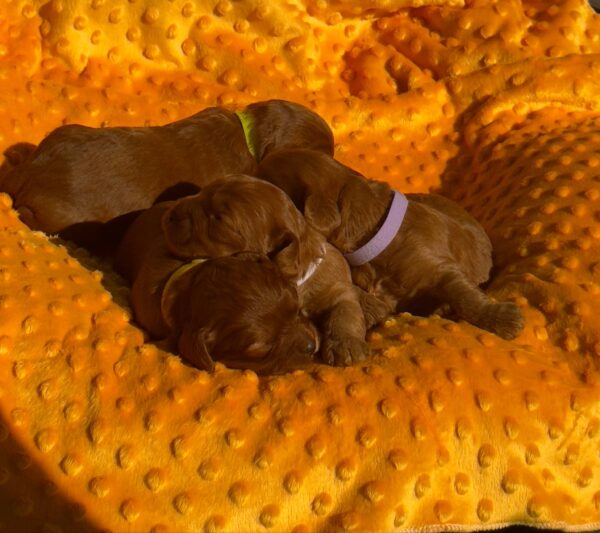 New Litter Cavapoo
