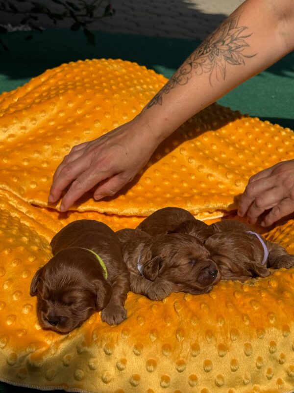 New Litter Cavapoo