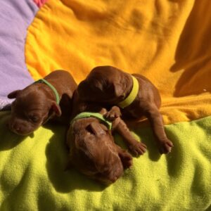 New Litter Cavapoo
