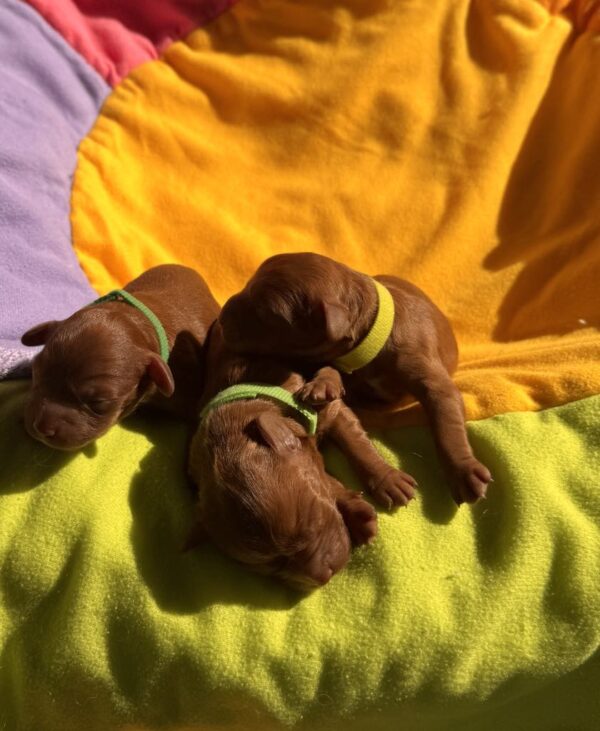 New Litter Cavapoo