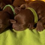 New-litter-female-male-cavapoo-puppy-for-sale (2)