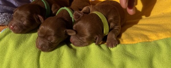New Litter Cavapoo