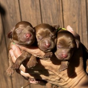 New Litter Cavapoo