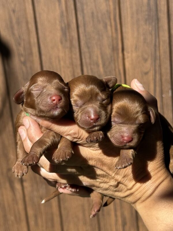 New Litter Cavapoo