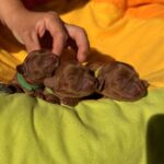New-litter-female-male-cavapoo-puppy-for-sale (4)