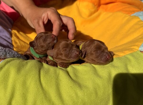 New Litter Cavapoo