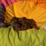 New-litter-female-male-cavapoo-puppy-for-sale (5)