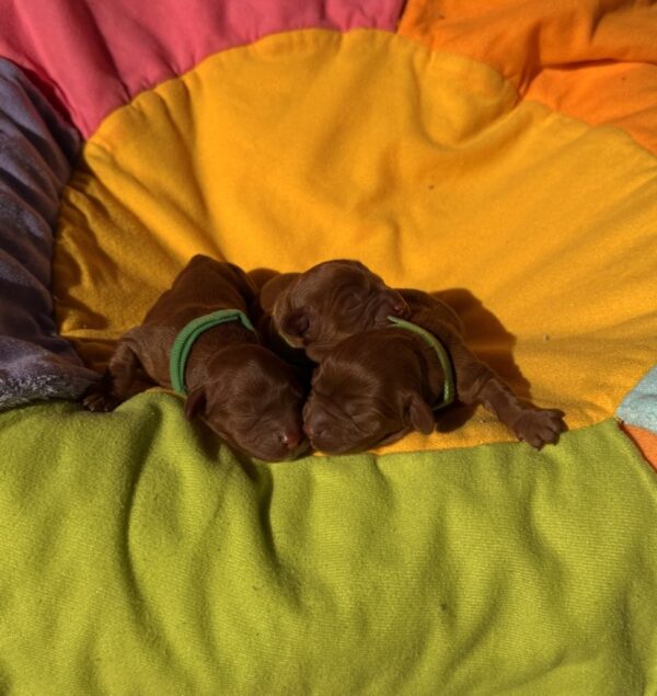 New Litter Cavapoo