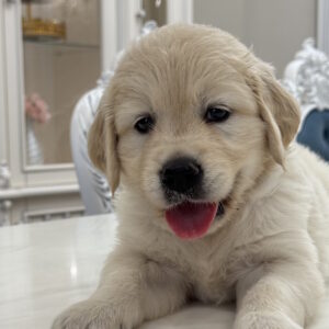 Nikas Golden Retriever