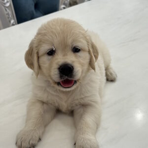 Nikas Golden Retriever