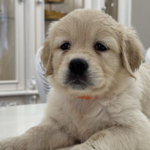 Nike Golden Retriever