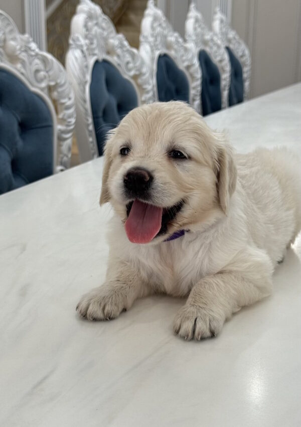 Niva Golden Retriever