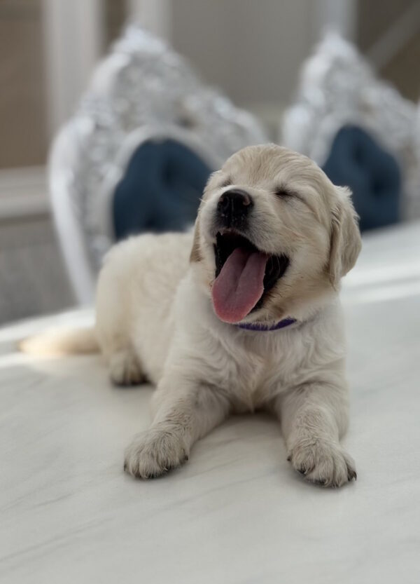 Niva Golden Retriever