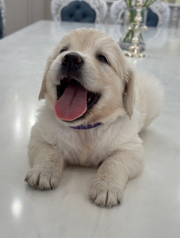 Niva Golden Retriever