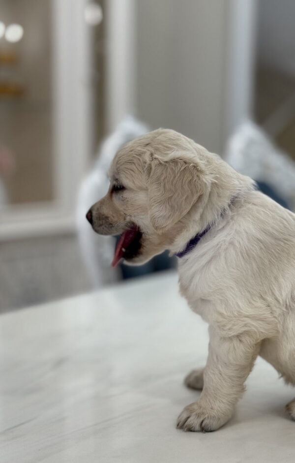 Niva Golden Retriever