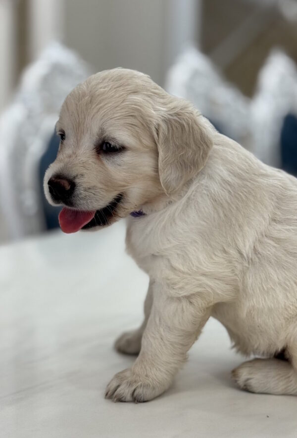 Niva Golden Retriever
