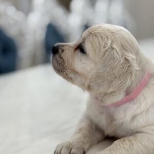 Nixa Golden Retriever