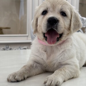 Nixa Golden Retriever