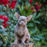 Noor-male-Chihuahua-puppy-for-sale-1