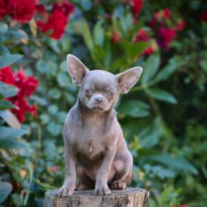 Noor Chihuahua