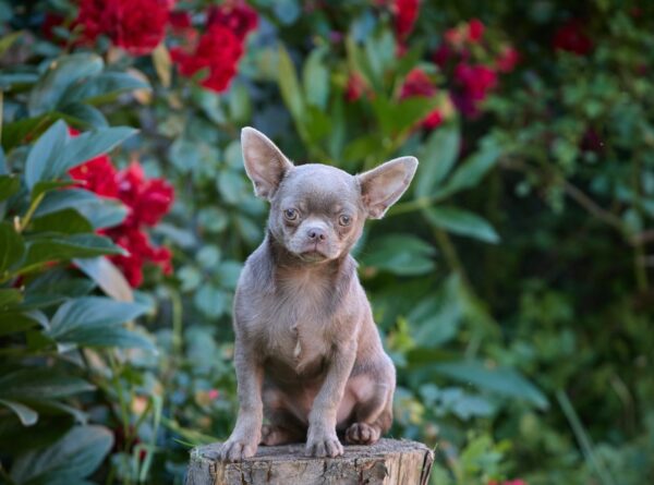 Noor Chihuahua