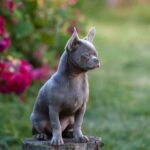 Noor-male-Chihuahua-puppy-for-sale-2