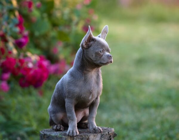Noor Chihuahua