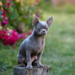 Male Litter Chihuahua