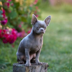 Noor Chihuahua