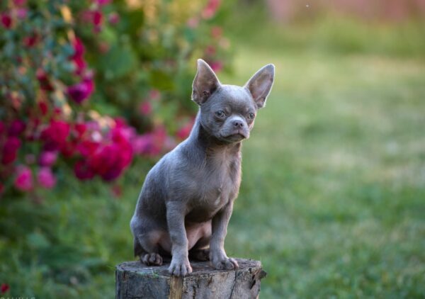 Noor Chihuahua