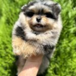 Norax-male-Pomeranian-puppy-for-sale-1