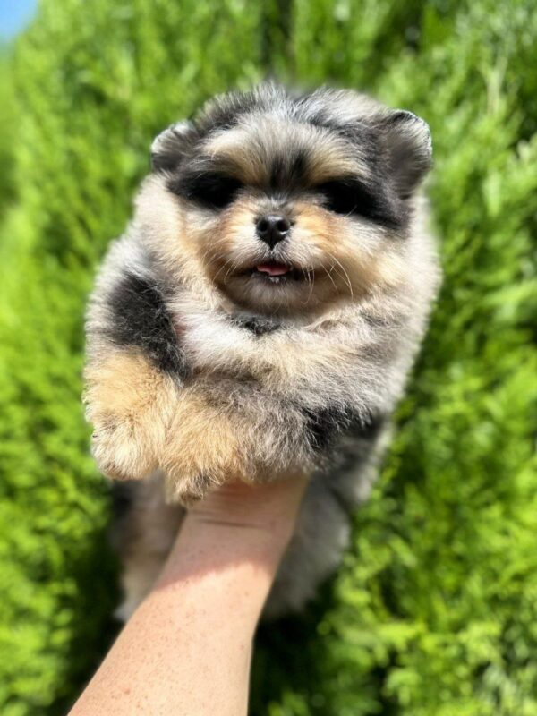 Norax Pomeranian