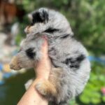 Norax-male-Pomeranian-puppy-for-sale-2