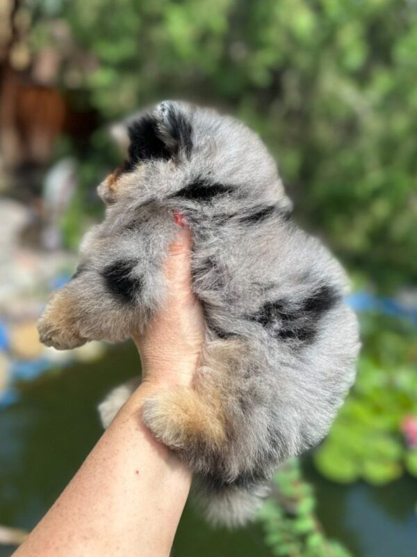 Norax Pomeranian