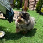 Norax-male-Pomeranian-puppy-for-sale-3