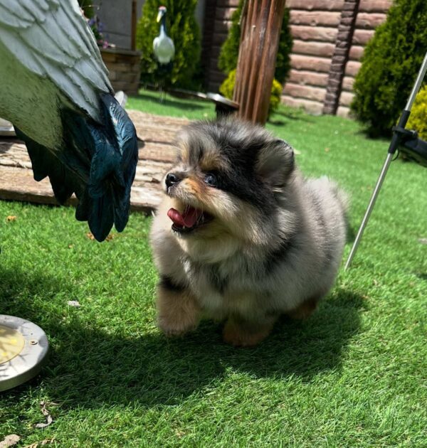 Norax Pomeranian