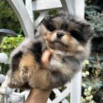 Norax-male-Pomeranian-puppy-for-sale-5